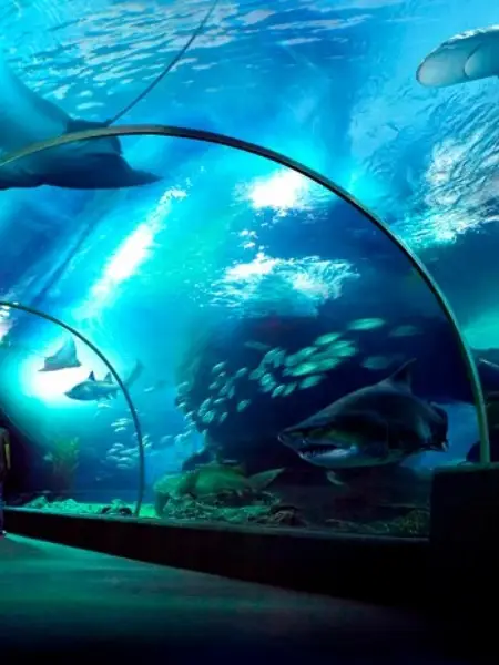 Sea Life